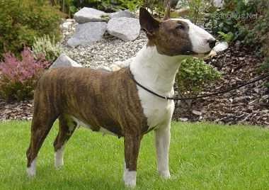 Missery The Warrior | Miniature Bull Terrier 