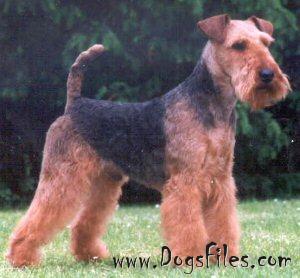 Galewood Roll the Dice | Welsh Terrier 