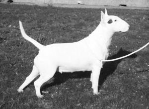 Bullema White Sensation | Bull Terrier 