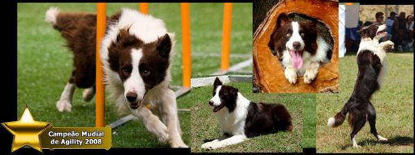 Urso Dos Pardais | Border Collie 