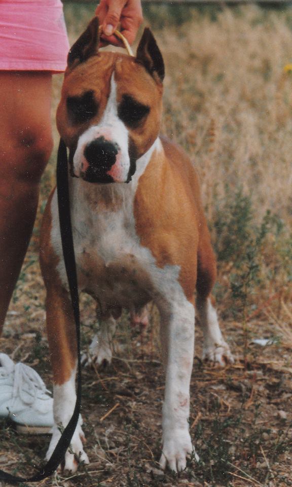 R and D Rowdytown's Mis Suzie Q | American Staffordshire Terrier 