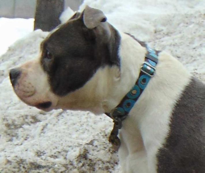 Aesir's Requiem For A Dream | American Staffordshire Terrier 
