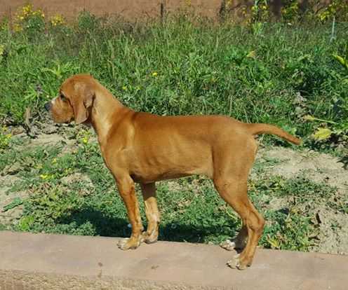 Musgo da Porta do Olival | Portuguese Pointer 