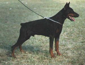 Vasco di Casa Coppo | Black Doberman Pinscher