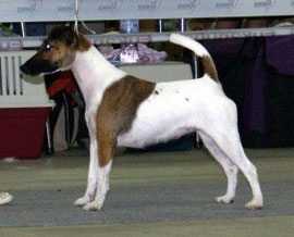 Nikon Foks Koritsa | Smooth Fox Terrier 