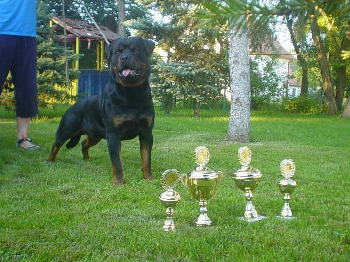 Uno Schwarz Rott. Garde | Rottweiler 