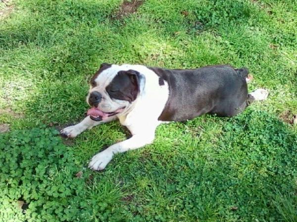 Midwest's Azland | Olde English Bulldogge 