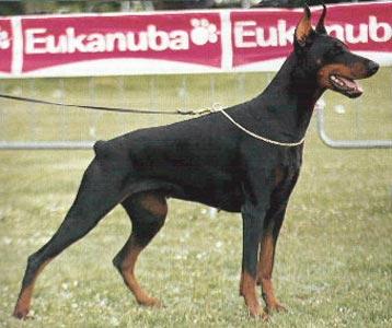 Kartika della Via del Samurai | Black Doberman Pinscher