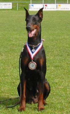 Gentle Rough Shadow's Avara | Black Doberman Pinscher