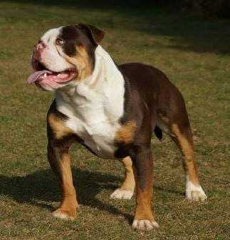 Ironhand's Mr T | Olde English Bulldogge 