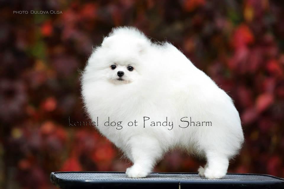 Dreamteam White The Rocky | Pomeranian 