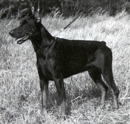 Herkules v.d. Krillenburg | Black Doberman Pinscher