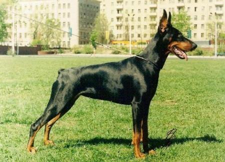 Gelo Robis Amideja | Black Doberman Pinscher