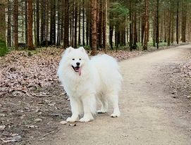 Sibiro Magija August The Strong | Samoyed 