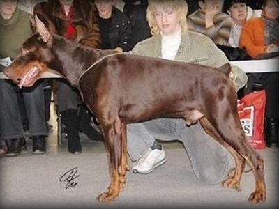 Gelo Robis Golden | Brown Doberman Pinscher