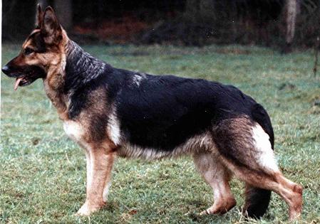 Janka vom Biesenberg | German Shepherd Dog 