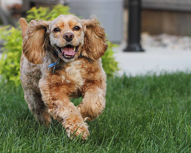 American Cocker Spaniel