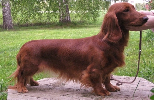 Oksana | Dachshund 