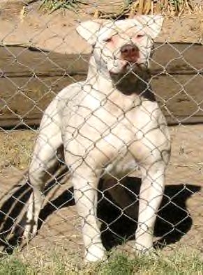 BuffaloCreek's Kandy( a Mullins Bubba GreatGrand Daughter. | Olde English Bulldogge 