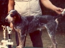 Boyd's Little Joe | American English Coonhound 