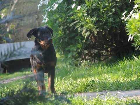 Imperator´s legacy Fairy Tale | Beauceron 