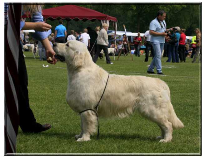 Thevenet Stradivariouss | Golden Retriever 