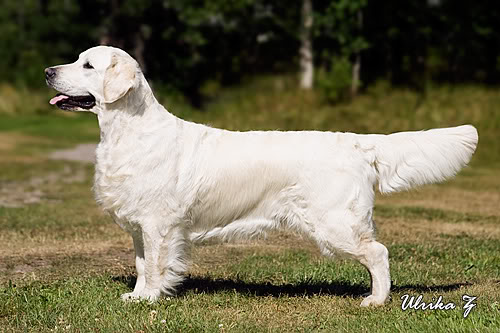 Dewmist Starcadia | Golden Retriever 