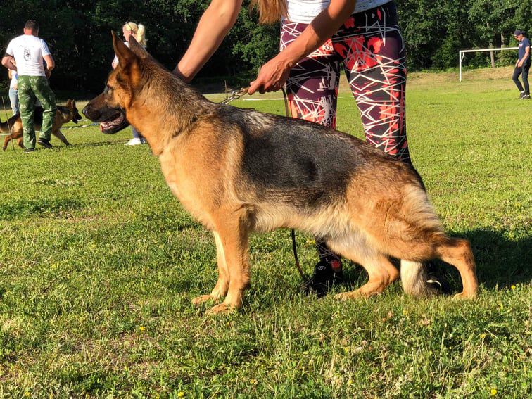 Asia (2006) (RKF 1910156) | German Shepherd Dog 