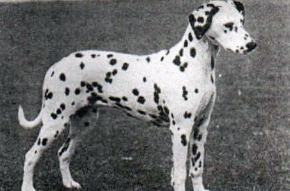 Olbero Opalfruit | Dalmatian 