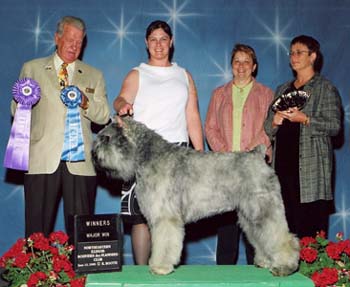 Wise Choice Days Gone By | Bouvier des Flandres 