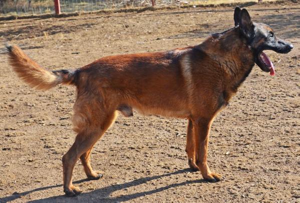 Jerry v valesca'S home | Belgian Malinois 