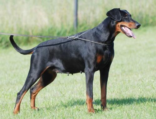 Gianna v. Binselberg | Black Doberman Pinscher