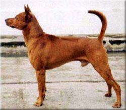 KAO-SAM-YOD OF TANACHAI LOPBURI | Thai Ridgeback 