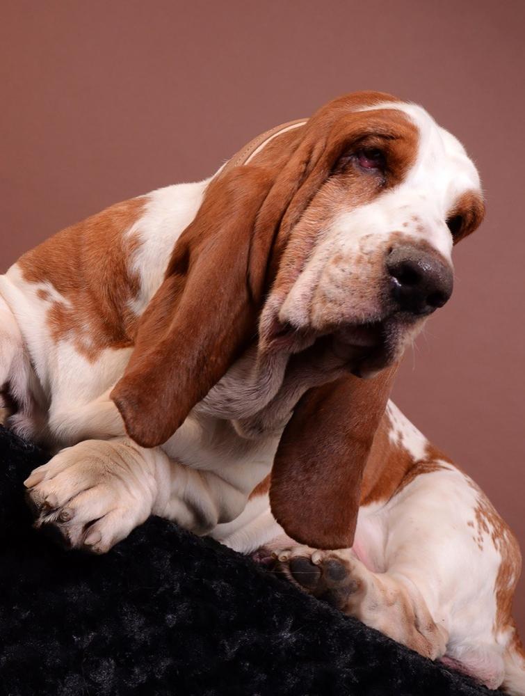 Hubert 2 du Haras de la Vergne | Basset Hound 