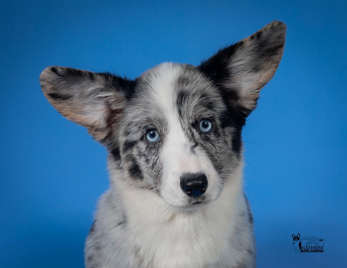 Lifelong Dream Istoria Lyubvi | Cardigan Welsh Corgi 