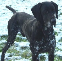 Booss de la Porte de Becray | German Shorthaired Pointer 