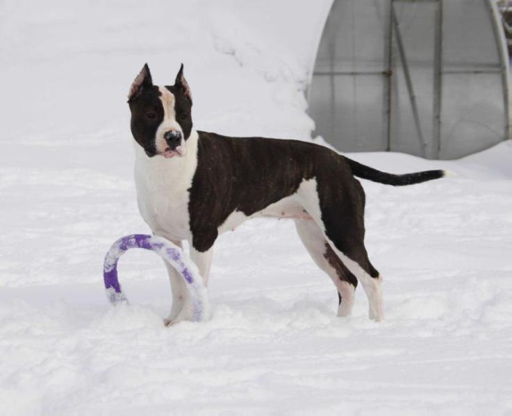 CREDO MARINI VIVAT MY QUEEN | American Staffordshire Terrier 