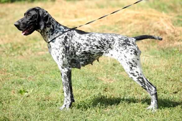 Sonja II Pottmes | German Shorthaired Pointer 