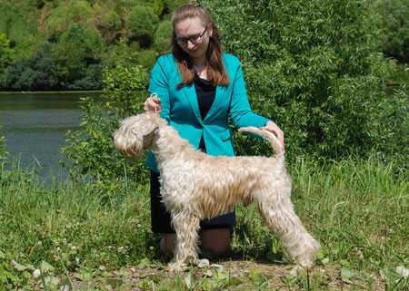 Hobel The Sundance | Soft Coated Wheaten Terrier 