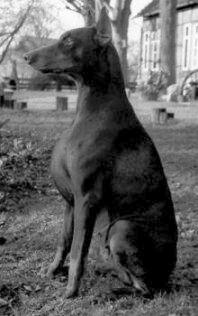 Joker v. Hagenstern | Brown Doberman Pinscher