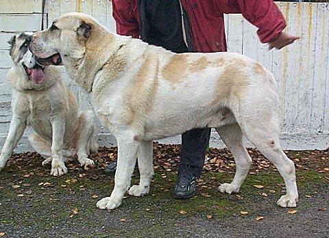 Zhenishan | Central Asian Shepherd Dog 