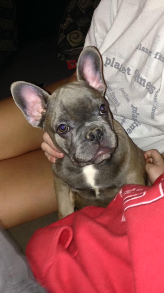 SABK's Mighty Zuess of D Blue Bull | French Bulldog 