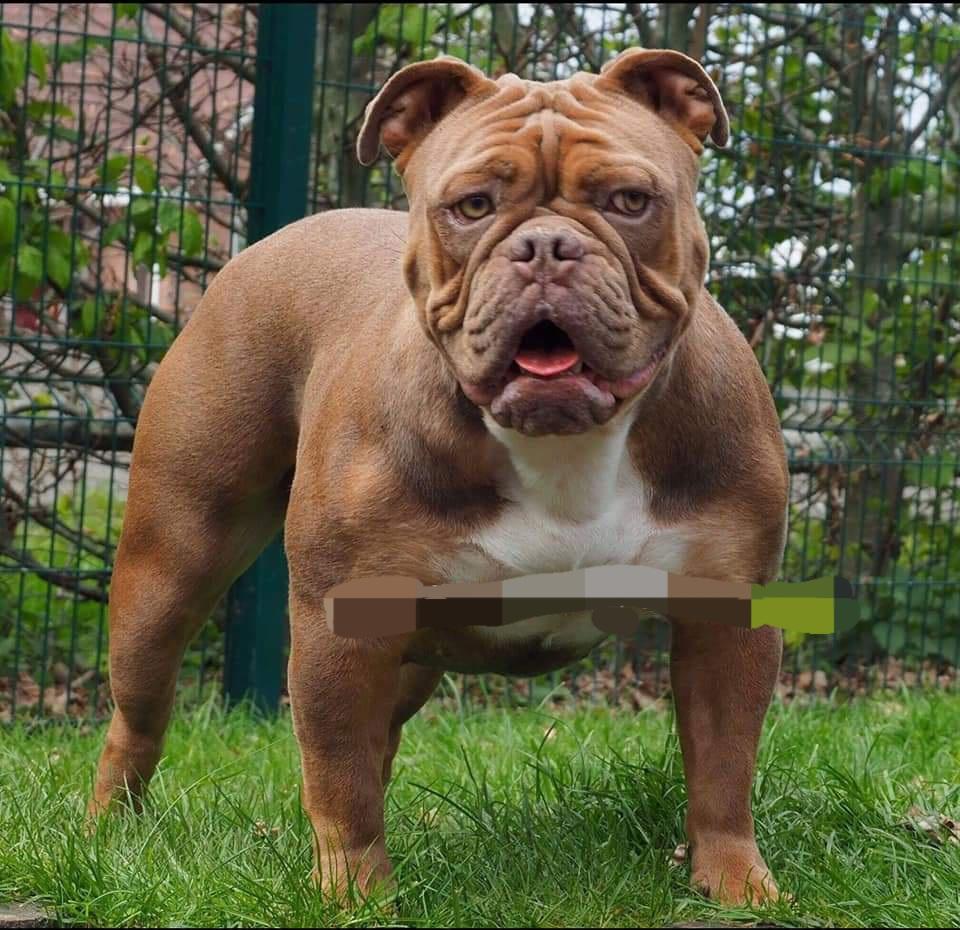 Awa Vom Pulverfass | Olde English Bulldogge 