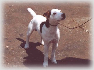 Kenswick Duncan | Jack Russell Terrier 