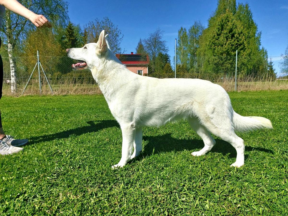 Soul'n mate Last Love of Oodi | White Swiss Shepherd Dog 