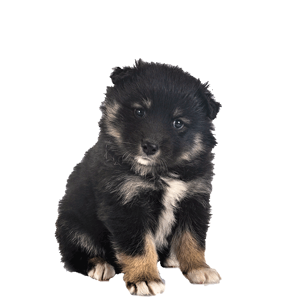 Finnish Lapphund