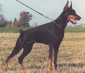 Jennah v. Franckenhorst | Black Doberman Pinscher