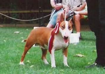 Francise Light of the White Star | Bull Terrier 