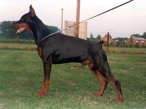 Qondor v.d. Donken | Black Doberman Pinscher