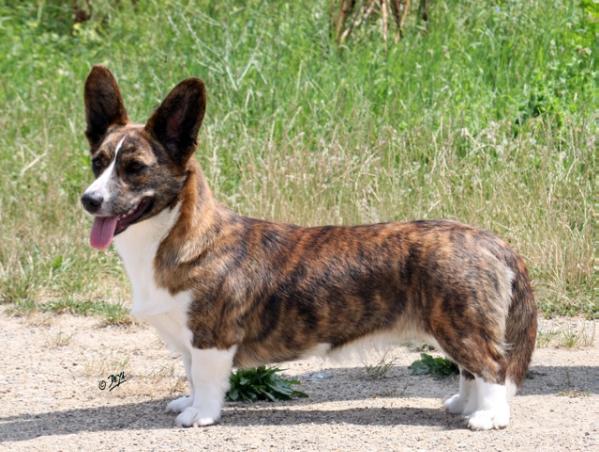 Twinan Lost for Words | Cardigan Welsh Corgi 